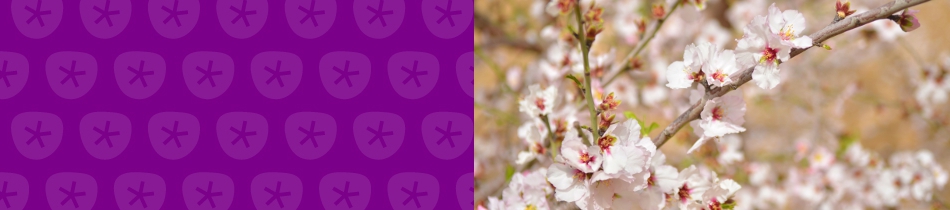 Banner_mandelblüten