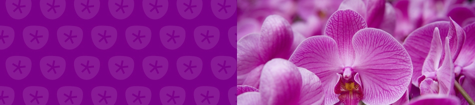 Banner_orchideen