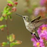 Summertime-is-hummertime