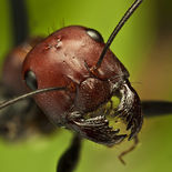 Portrait-of-ant